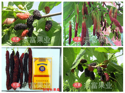台湾果桑的栽培技术