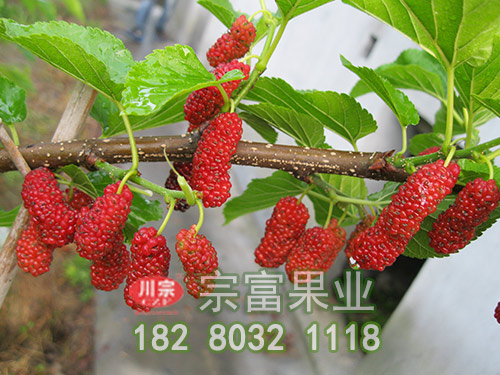 8632果桑苗