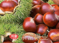 华丰板栗苗1100株由贵州遵义王总订购