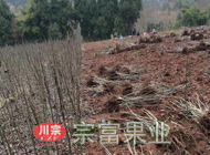 香玲核桃苗12000株由重庆万州高总购买