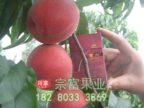 胭脂脆桃苗