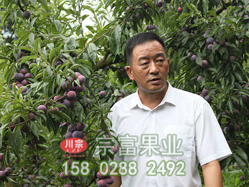 脆红李苗