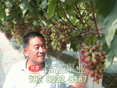 美人指葡萄苗