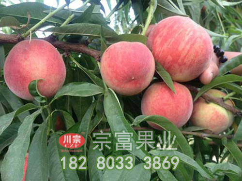 五月脆桃