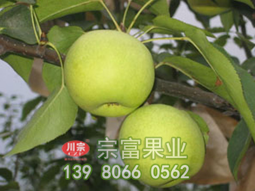 绿宝石梨
