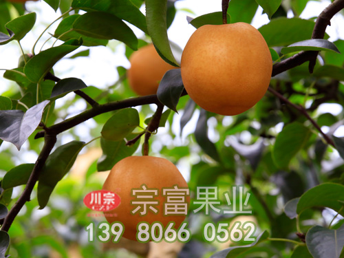 丰水梨