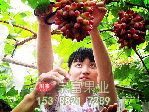 美人指葡萄苗