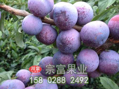 脆红李苗