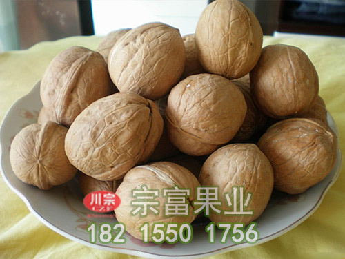 香玲核桃苗