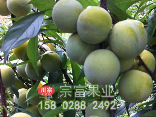青脆李苗