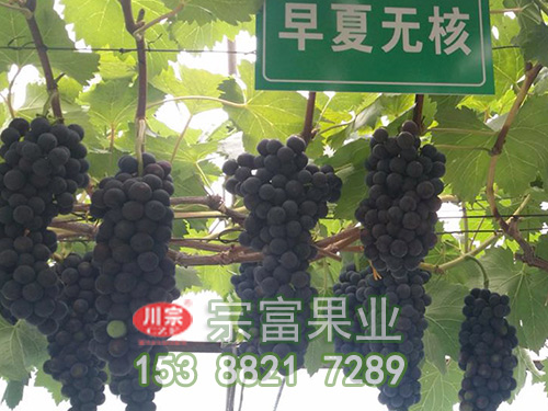 早夏无核