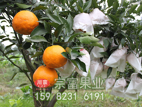 春见杂柑苗