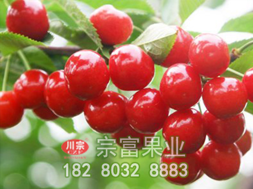 乌皮樱桃苗