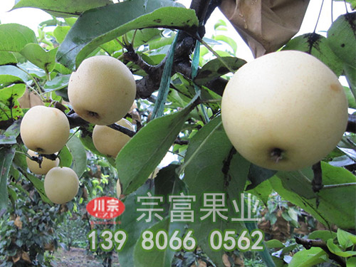 黄金梨苗