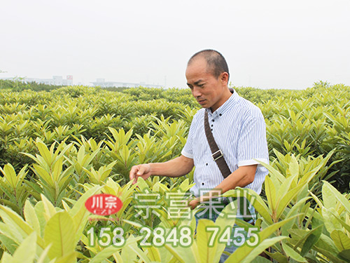 大五星枇杷苗