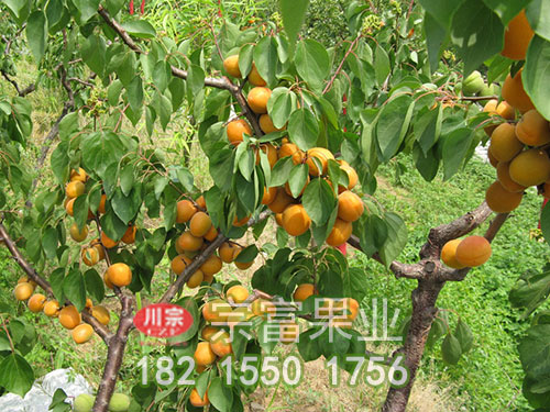 金太阳杏子苗