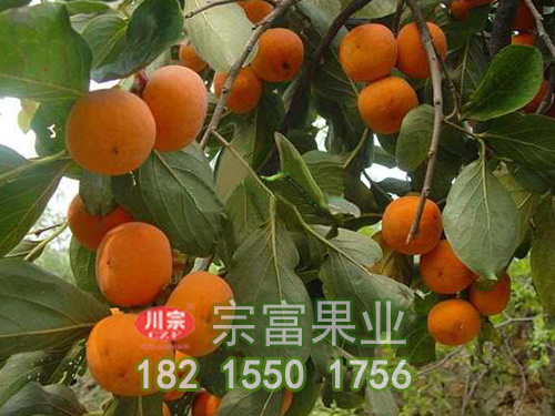 富有柿子苗
