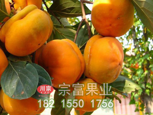 盖柿苗