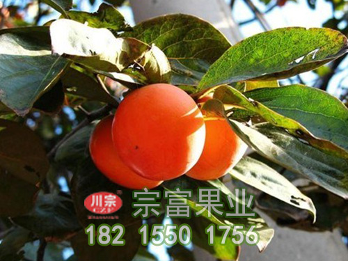 十月红柿子苗