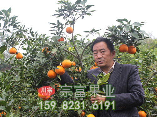 爱媛38号柑橘