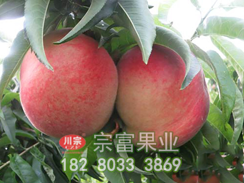惜春桃