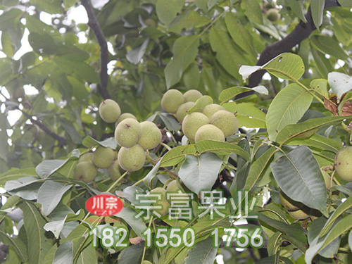 辽核一号核桃