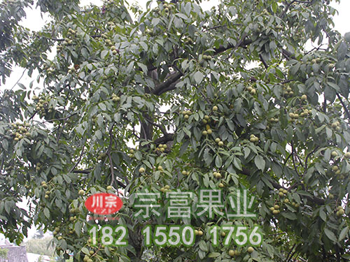 辽核一号核桃