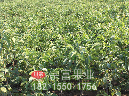 香玲核桃苗