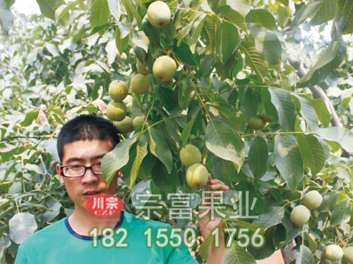 清香核桃