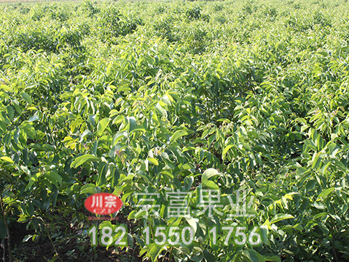 香玲核桃苗