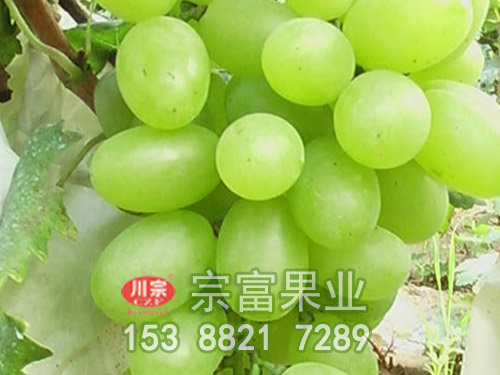 维多利亚葡萄