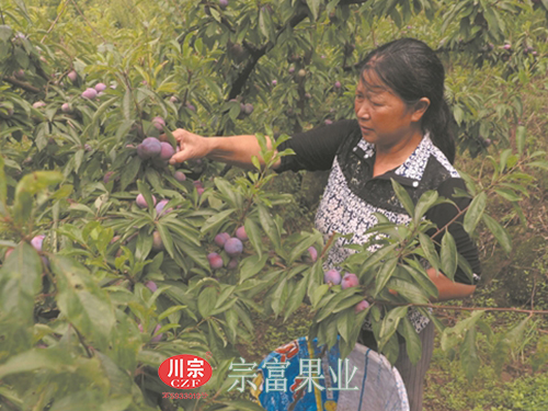 图为：河坝村村民在果园采收脆红李