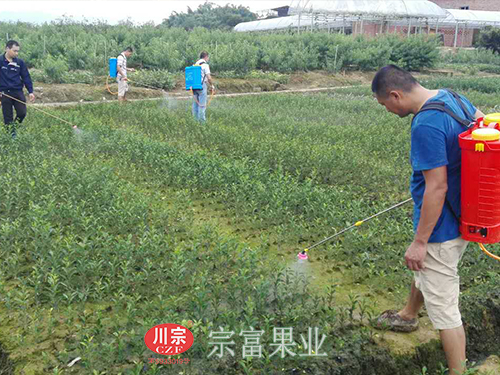 图为：“宗富果业”李建等人进行喷药防虫工作