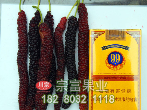 长果桑