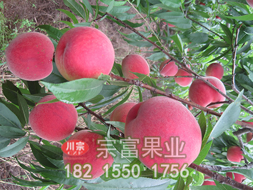 春美桃苗
