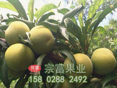 蜂糖李