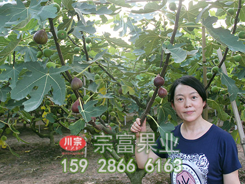 无花果苗栽培之果园生草