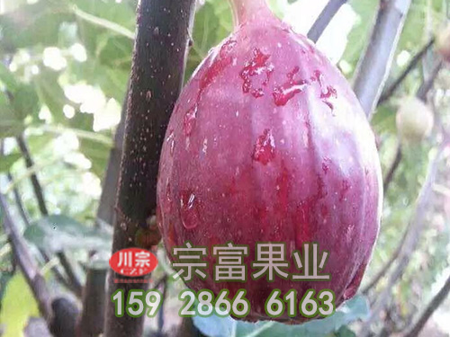 怎么种植无花果苗