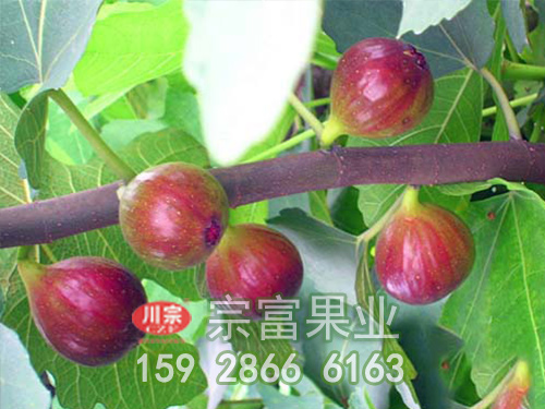 无花果苗对土壤的要求