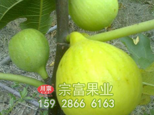 无花果苗木移栽的知识