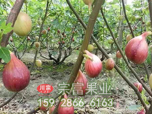 宗富无花果苗基地健谈无花果▪走出巷陌人家