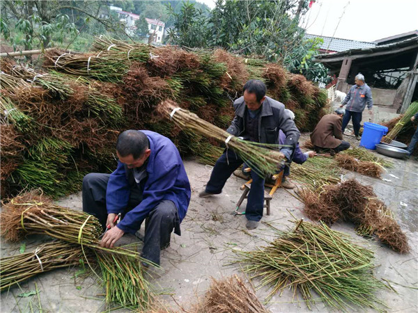 种植无花果苗销路越来越广，村民抢购乐开花