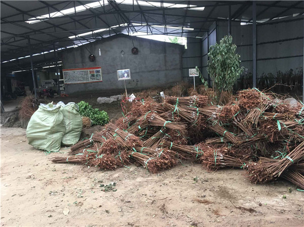 种植无花果苗前景越来越好！！！村民们大量抢购