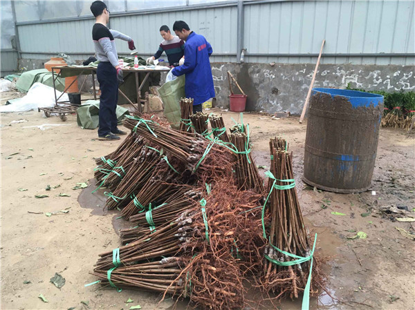 种植无花果苗前景越来越好！！！村民们大量抢购