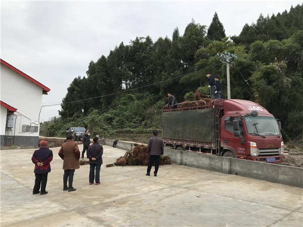 无花果苗种植人员苗木装车现场图