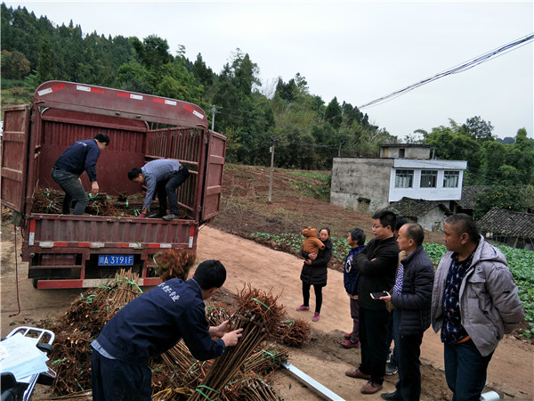 无花果苗种植人员苗木卸车现场图