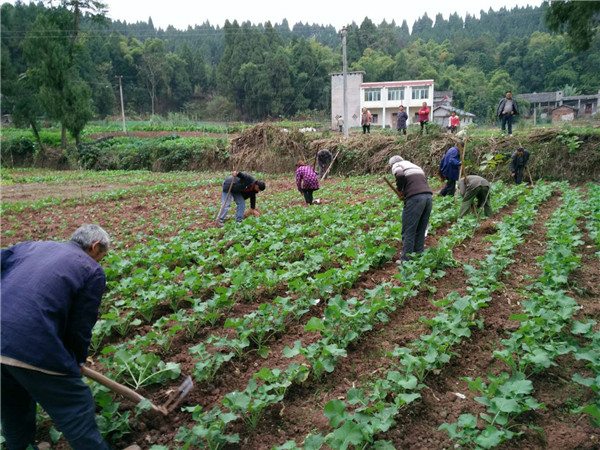 我社种植人员指导栽植现场图