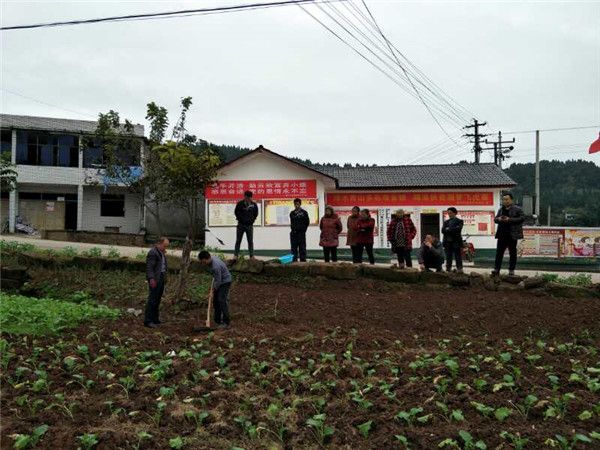 我社种植人员指导栽植现场图