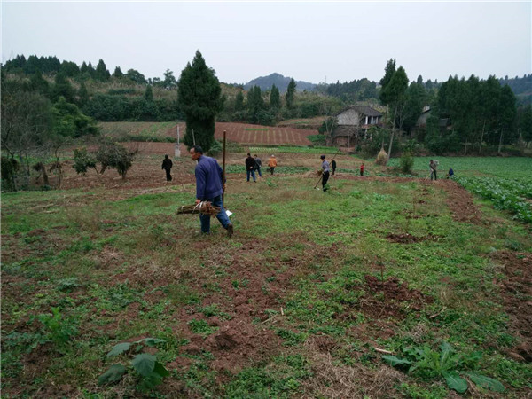 我社种植人员指导栽植现场图