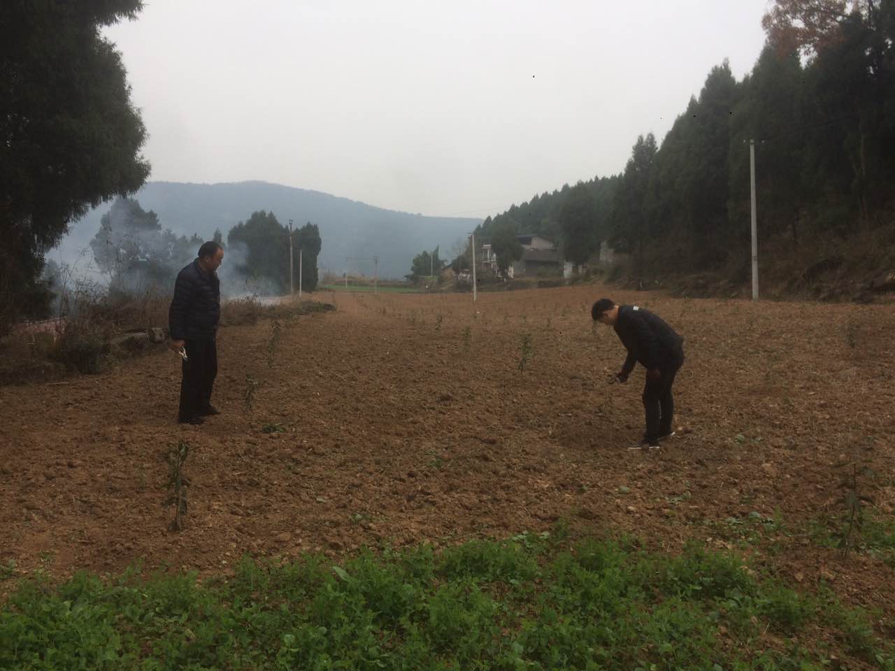 据说冬季种植无花果苗有好处 来至南充的果农拜访宗富果业基地